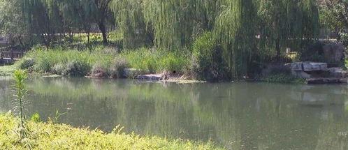 滕州小清河跳河最新爆料,揭秘真相与救援行动”